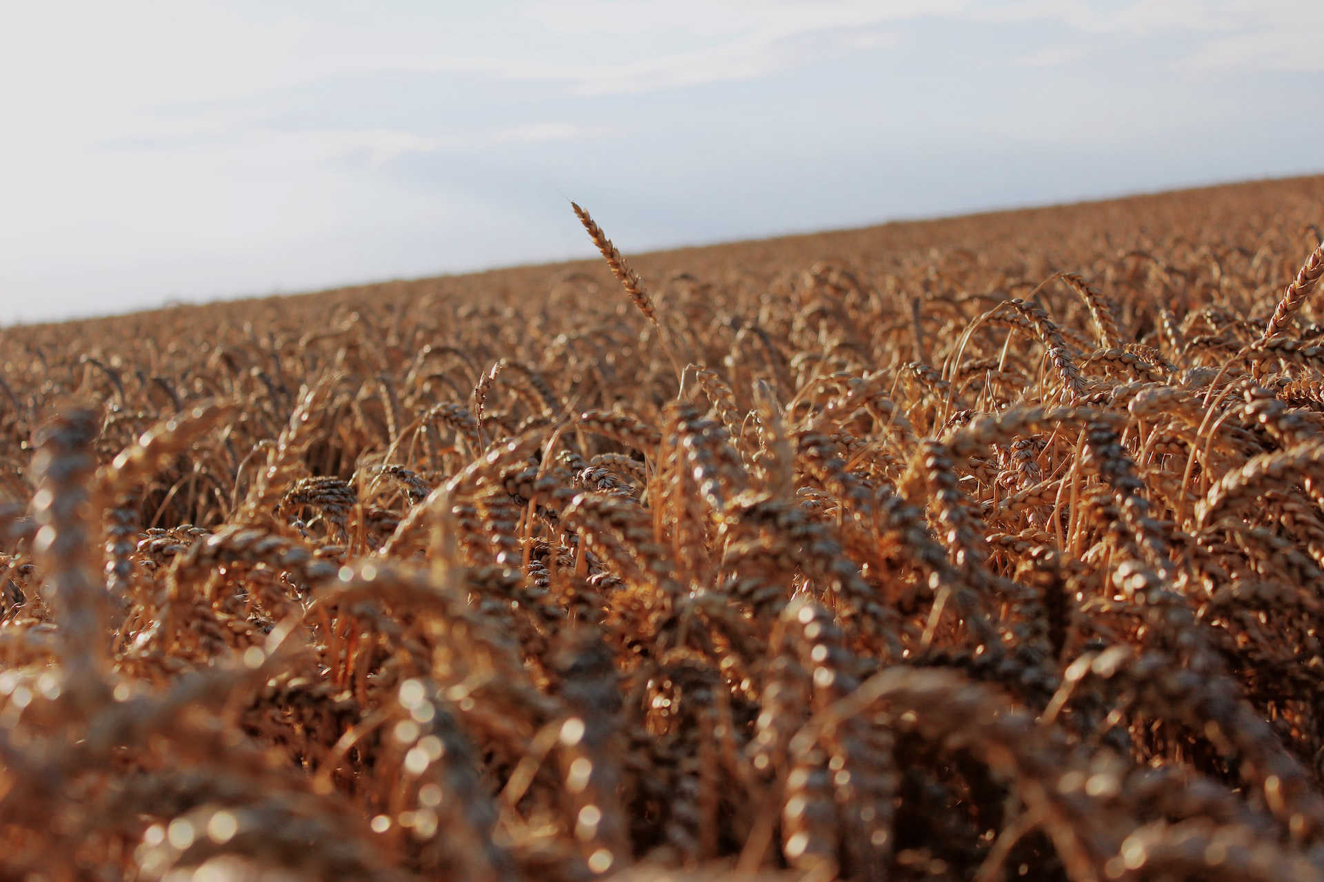 Comment faire des repas sans gluten ?